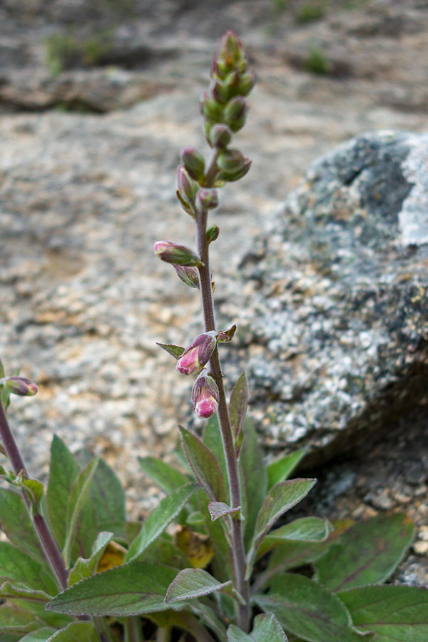 Digitalis purpurea / Digitale rossa